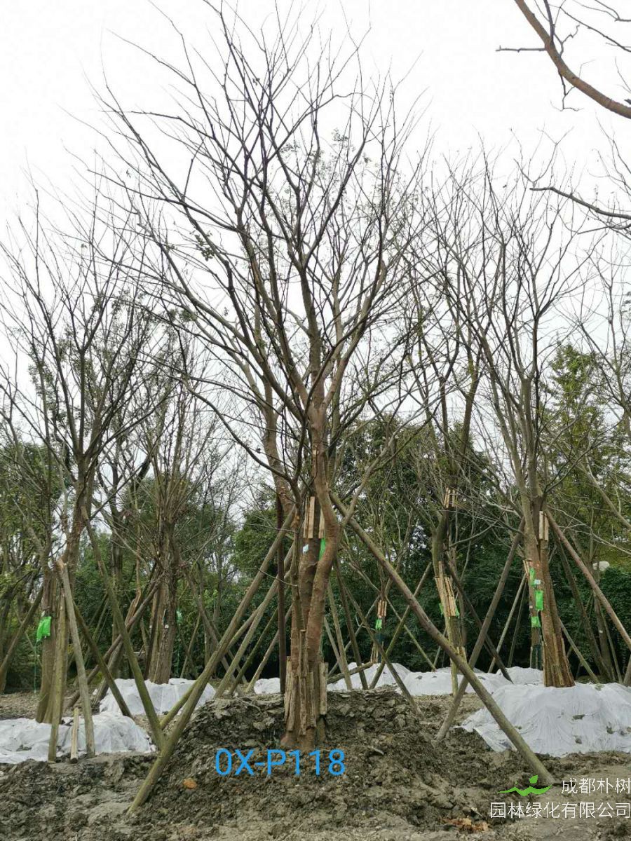 四川省苗木基地直销的59-65公分精品丛生朴树价格如何？