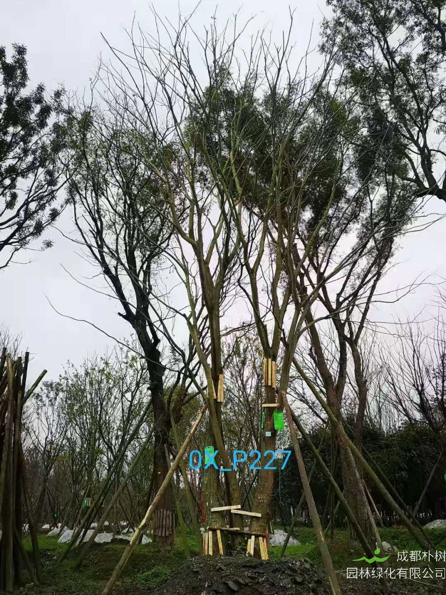 四川省-遂宁市67-74公分精品丛生朴树价格详情-价格趋势怎么样？