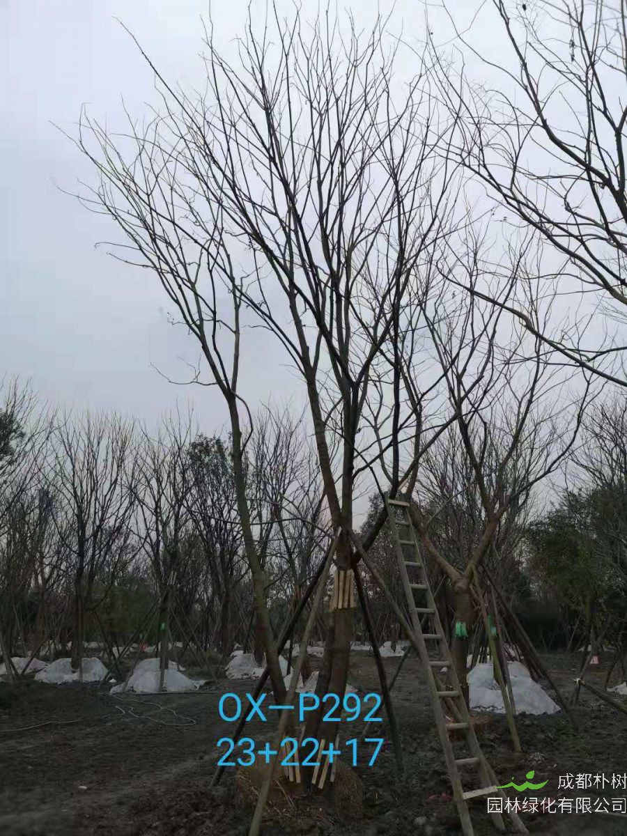 四川省苗木基地直销的59-65公分精品丛生朴树价格如何？