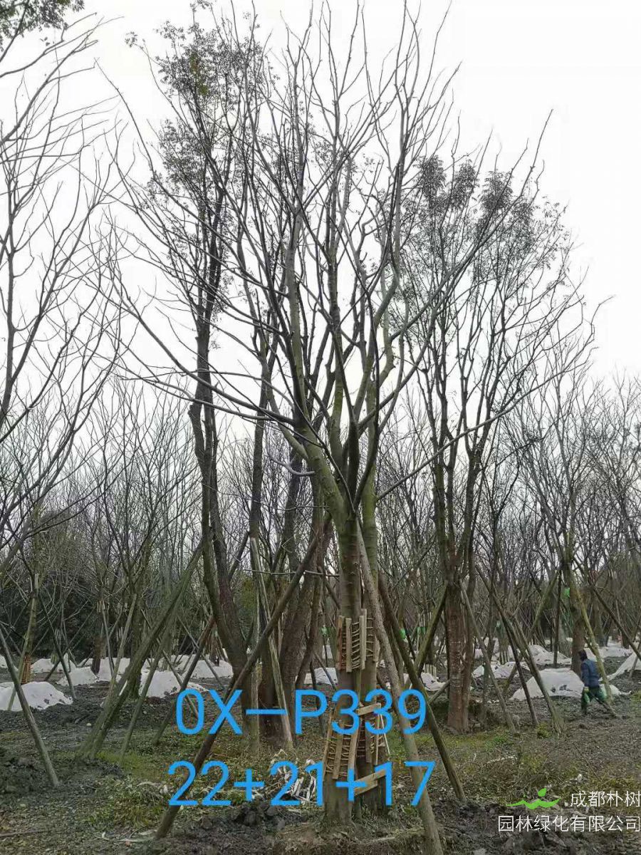 四川省苗木基地直销的59-65公分精品丛生朴树价格如何？