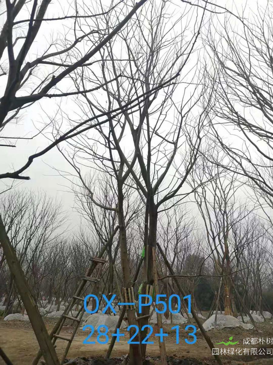 四川省苗木基地直销的59-65公分精品丛生朴树价格如何？