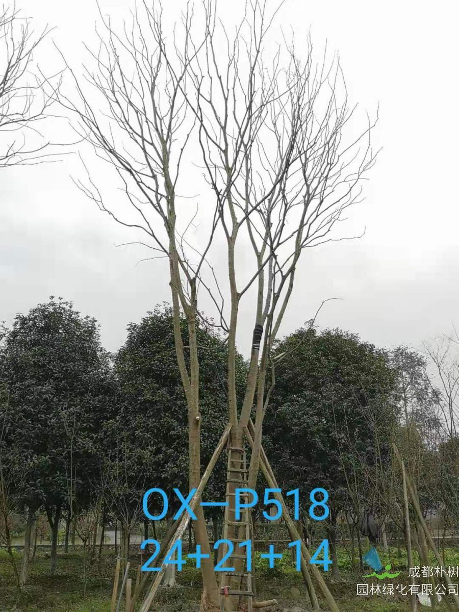四川省苗木基地直销的59-65公分精品丛生朴树价格如何？