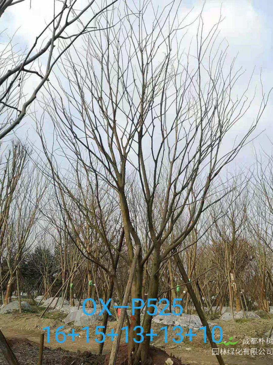 四川省-遂宁市67-74公分精品丛生朴树价格详情-价格趋势怎么样？
