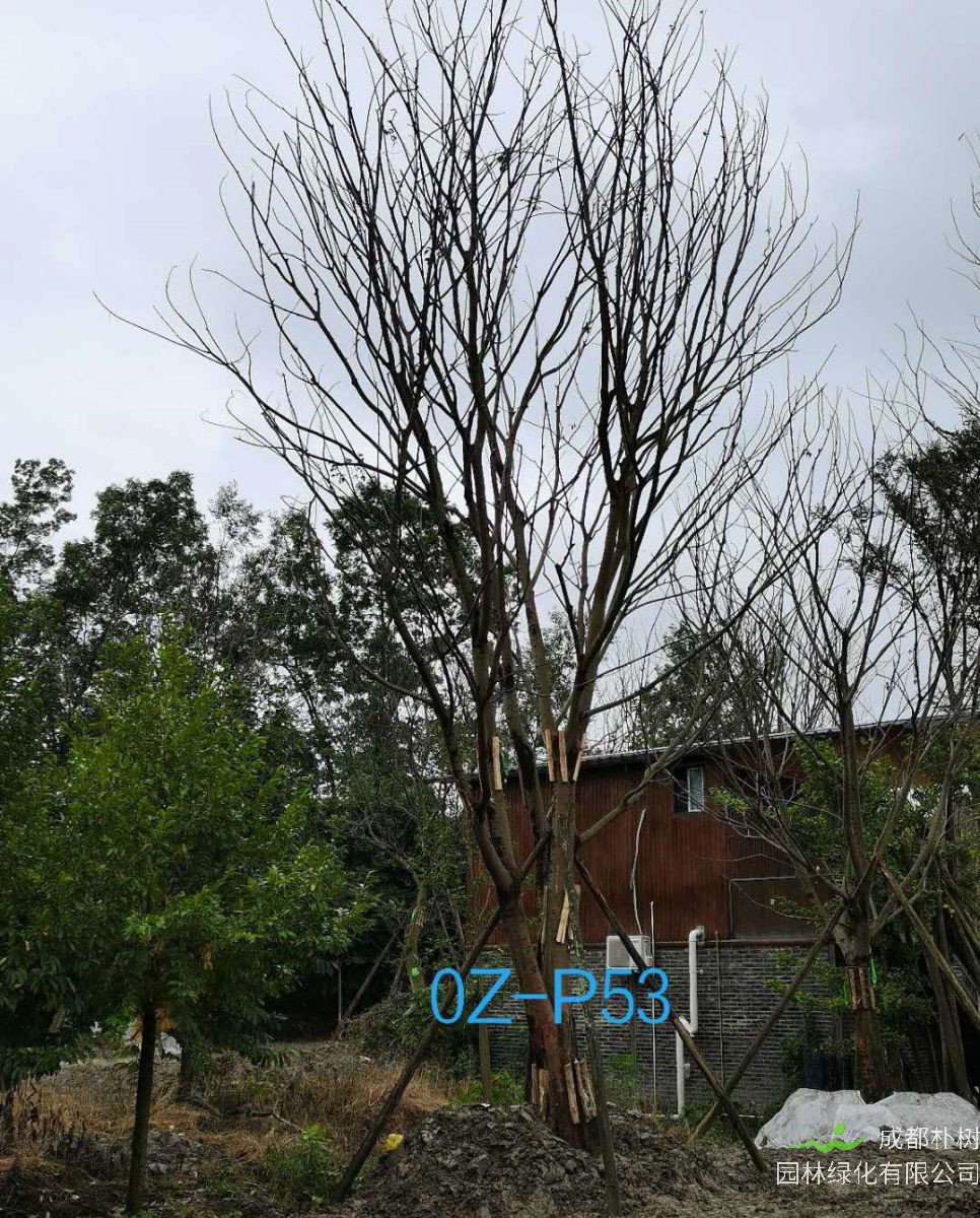 四川省-遂宁市67-74公分精品丛生朴树价格详情-价格趋势怎么样？