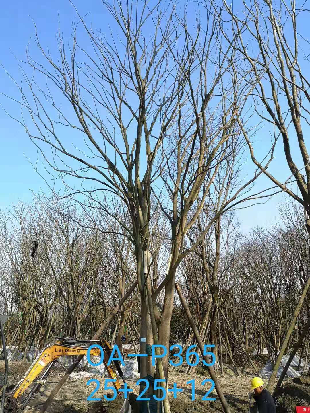 四川省苗木基地直销的59-65公分精品丛生朴树价格如何？