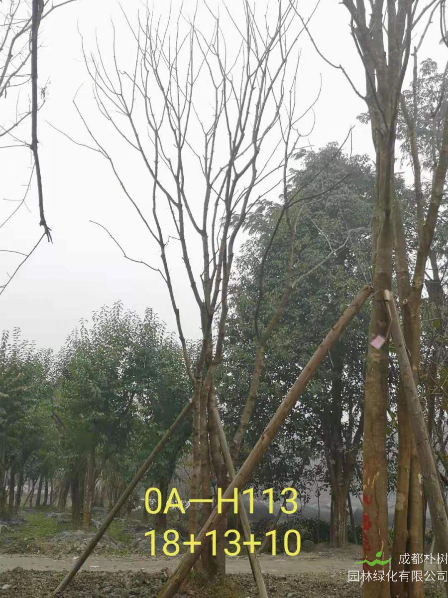 四川省-绵阳市苗木基地直销的36-48公分丛生黄连木价格怎么样？