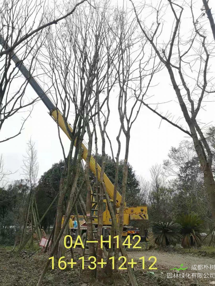 四川省-彭州市苗木基地直销的49-58公分精品丛生黄连木价格如何？