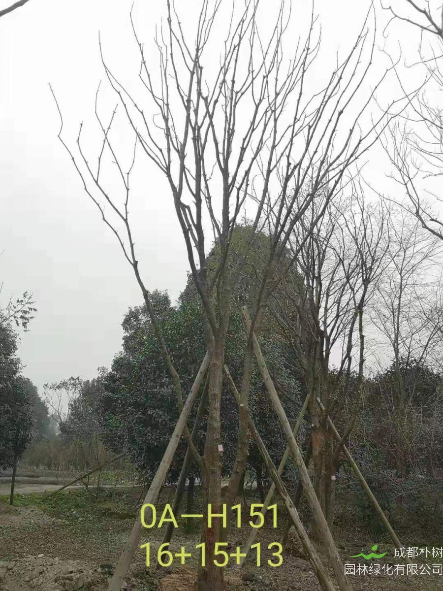 四川省-绵阳市苗木基地直销的36-48公分丛生黄连木价格怎么样？