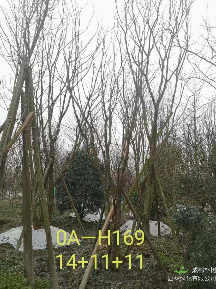 四川省-绵阳市苗木基地直销的36-48公分丛生黄连木价格怎么样？