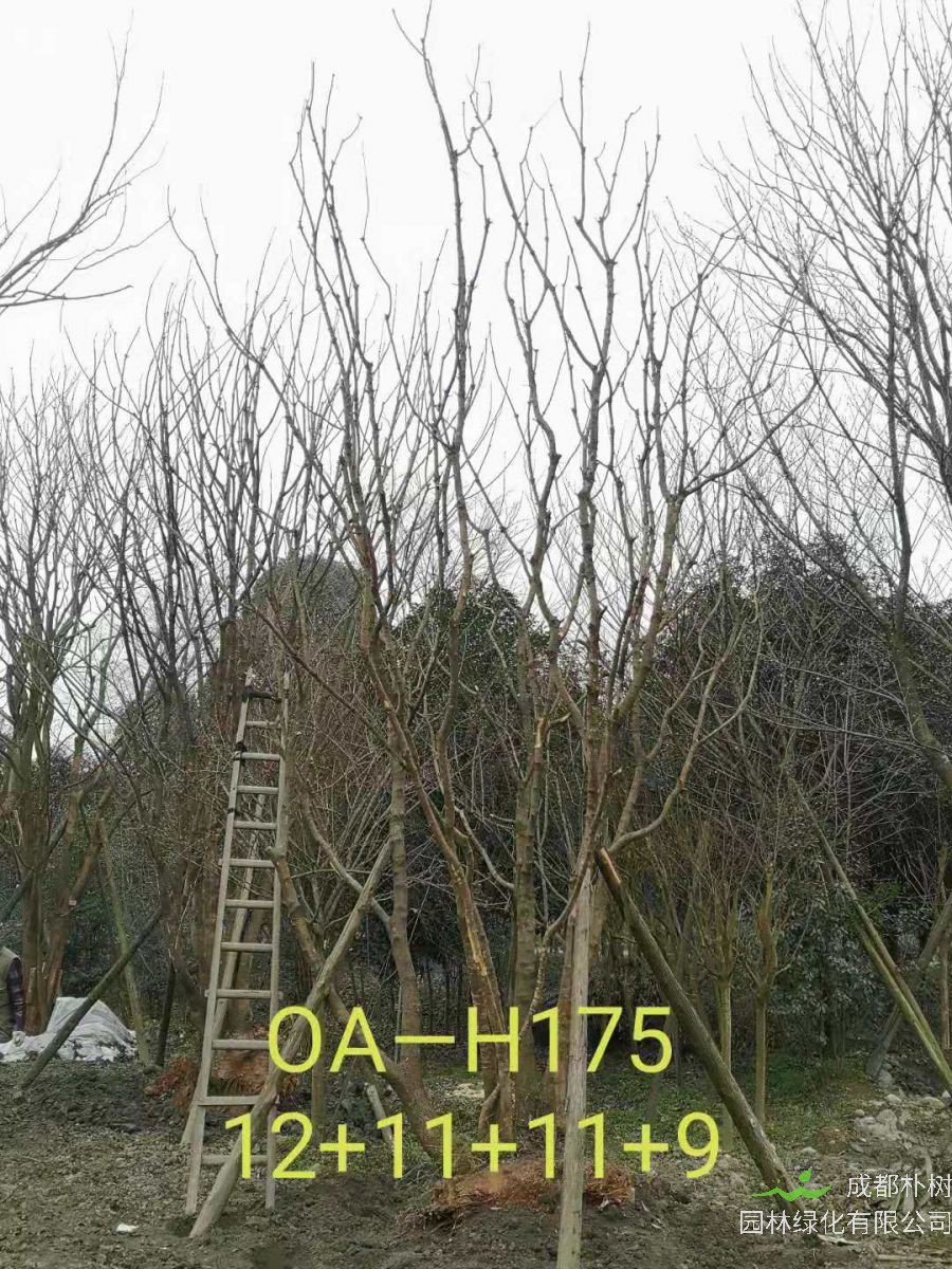 四川省-绵阳市苗木基地直销的36-48公分丛生黄连木价格怎么样？