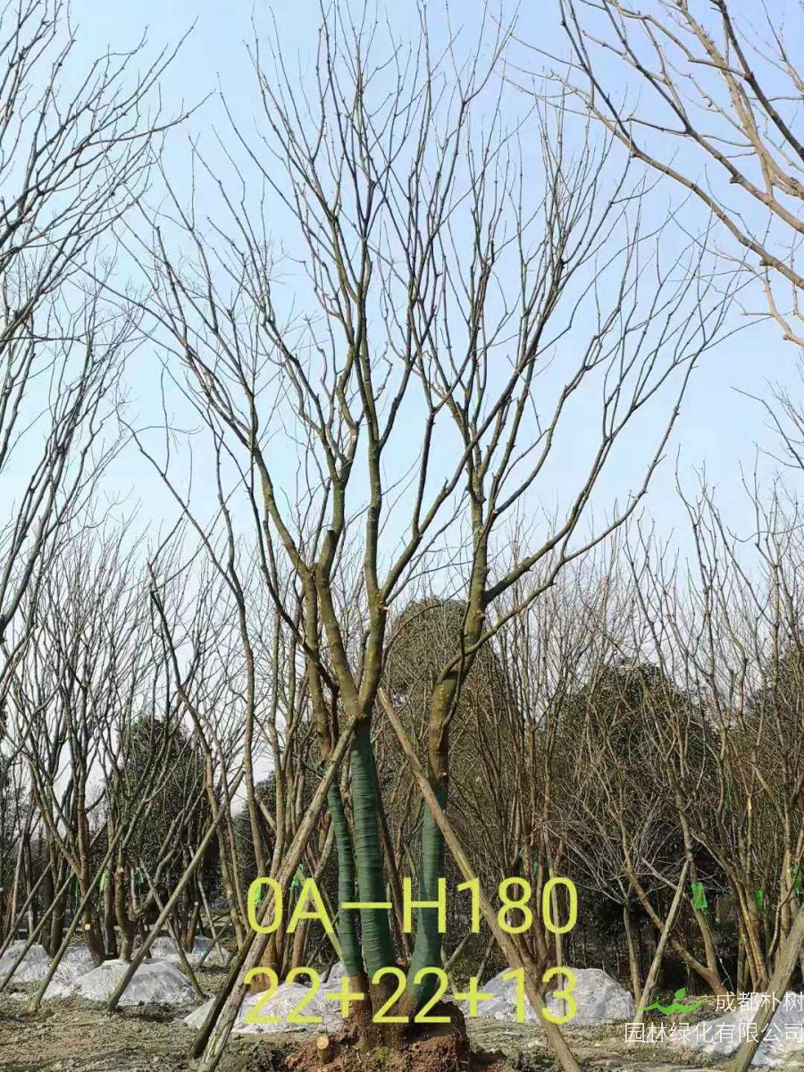 四川省-彭州市苗木基地直销的49-58公分精品丛生黄连木价格如何？