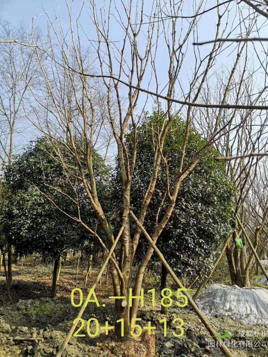 四川省-绵阳市苗木基地直销的36-48公分丛生黄连木价格怎么样？
