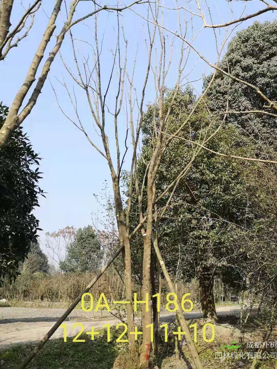 四川省-绵阳市苗木基地直销的36-48公分丛生黄连木价格怎么样？