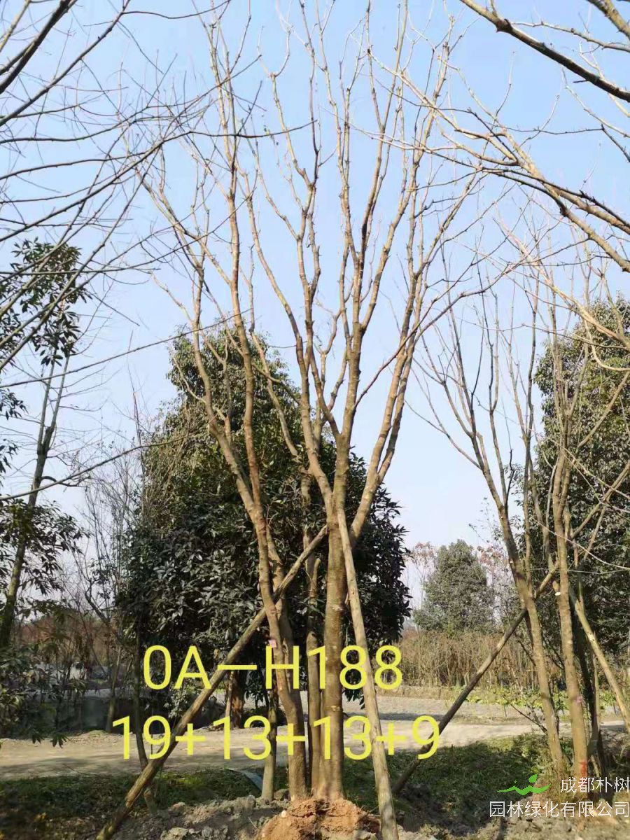 四川省-彭州市苗木基地直销的49-58公分精品丛生黄连木价格如何？