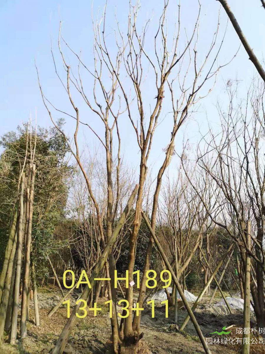 四川省-绵阳市苗木基地直销的36-48公分丛生黄连木价格怎么样？