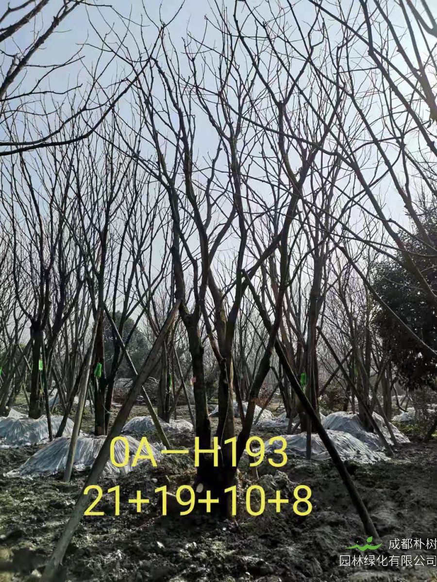 四川省-彭州市苗木基地直销的49-58公分精品丛生黄连木价格如何？