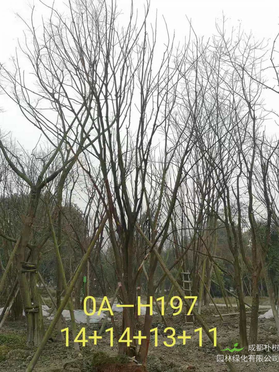 四川省-彭州市苗木基地直销的49-58公分精品丛生黄连木价格如何？