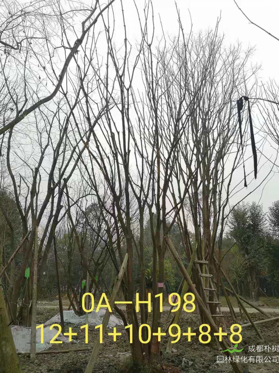 四川省-彭州市苗木基地直销的49-58公分精品丛生黄连木价格如何？