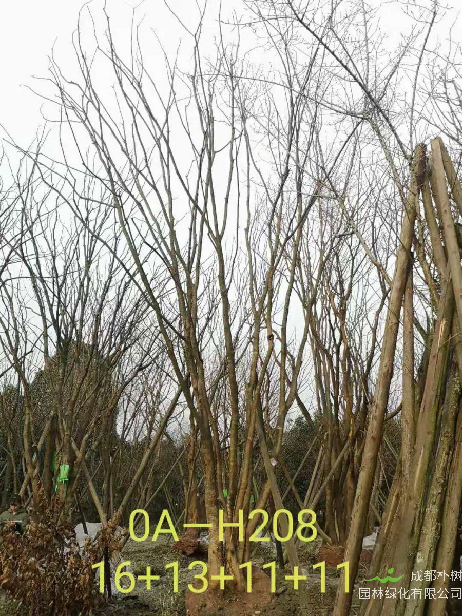 四川省-彭州市苗木基地直销的49-58公分精品丛生黄连木价格如何？