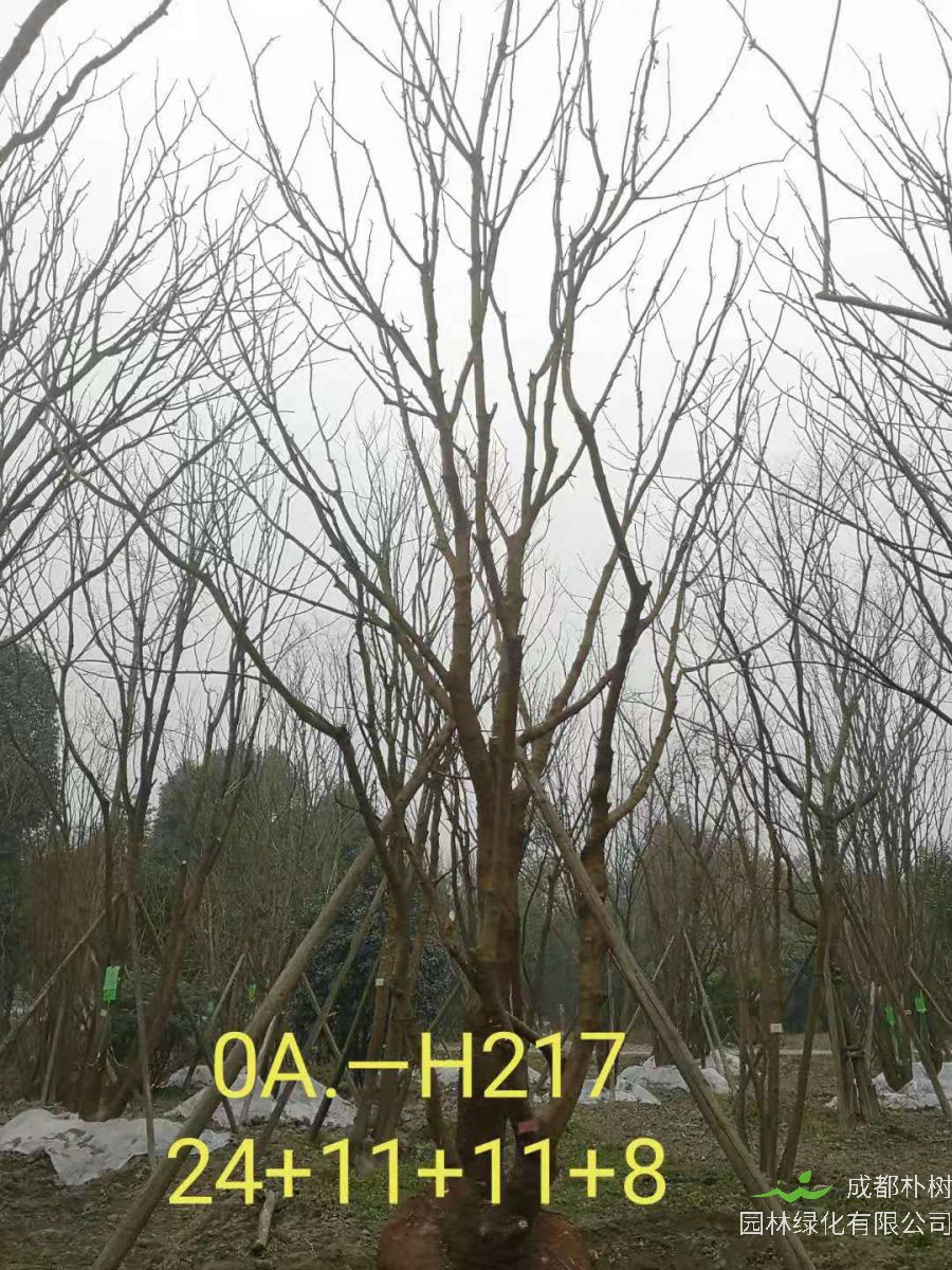 四川省-彭州市苗木基地直销的49-58公分精品丛生黄连木价格如何？