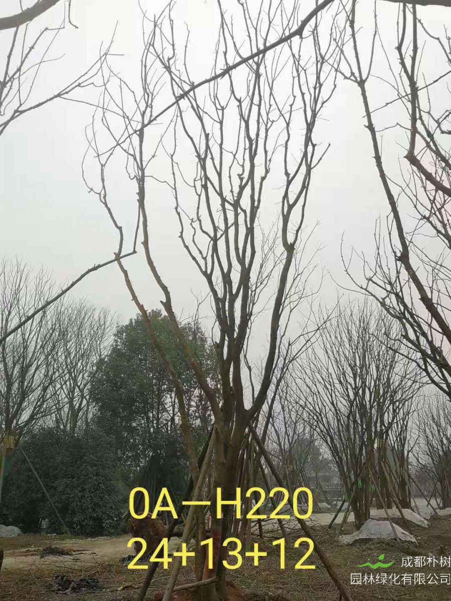 四川省-彭州市苗木基地直销的49-58公分精品丛生黄连木价格如何？