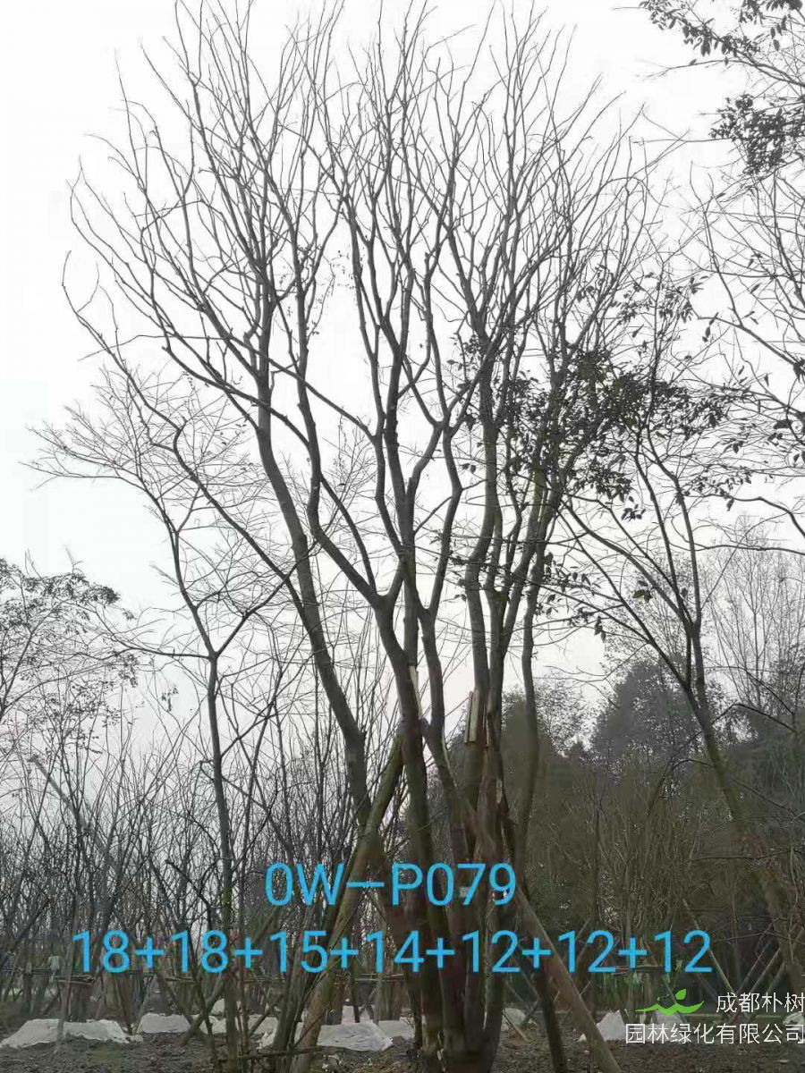 四川省-成都市苗木基地直销80-101公分的精品丛生朴树价格怎么样？