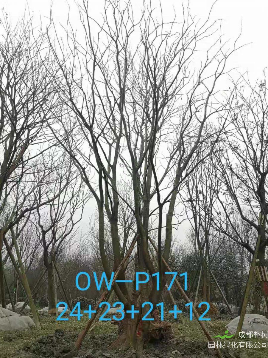 四川省-成都市苗木基地直销80-101公分的精品丛生朴树价格怎么样？