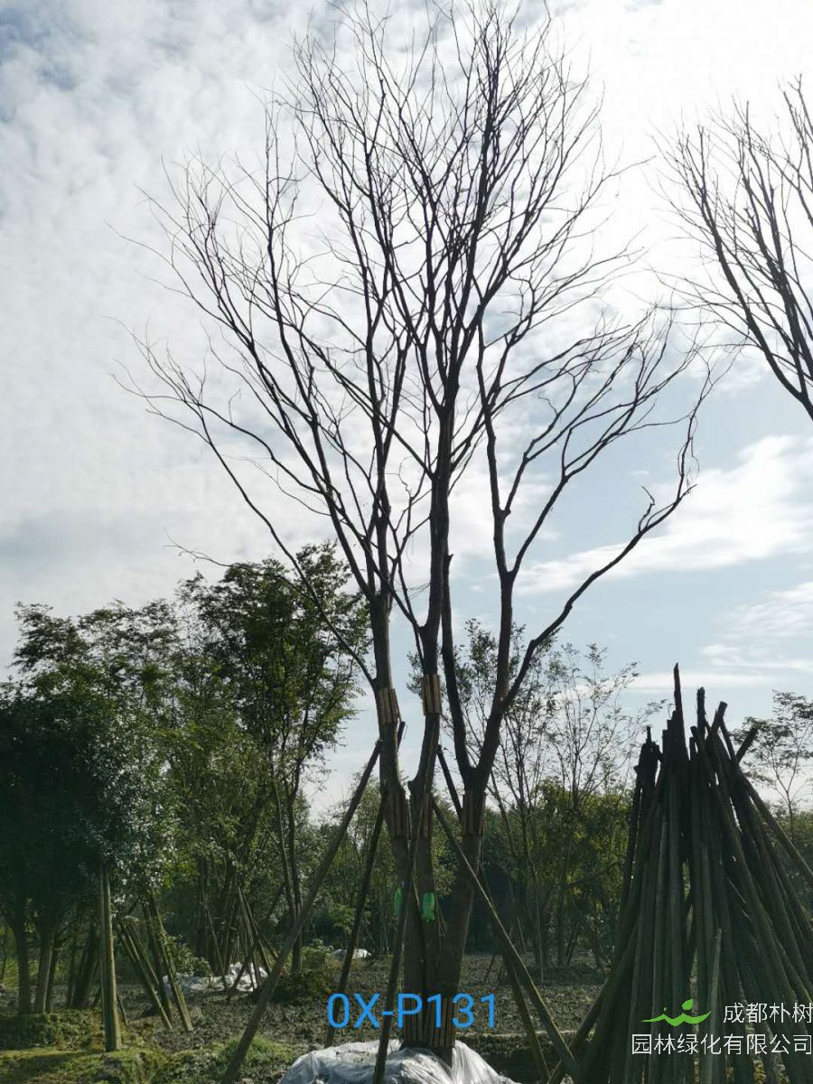 四川省-成都市苗木基地直销80-101公分的精品丛生朴树价格怎么样？