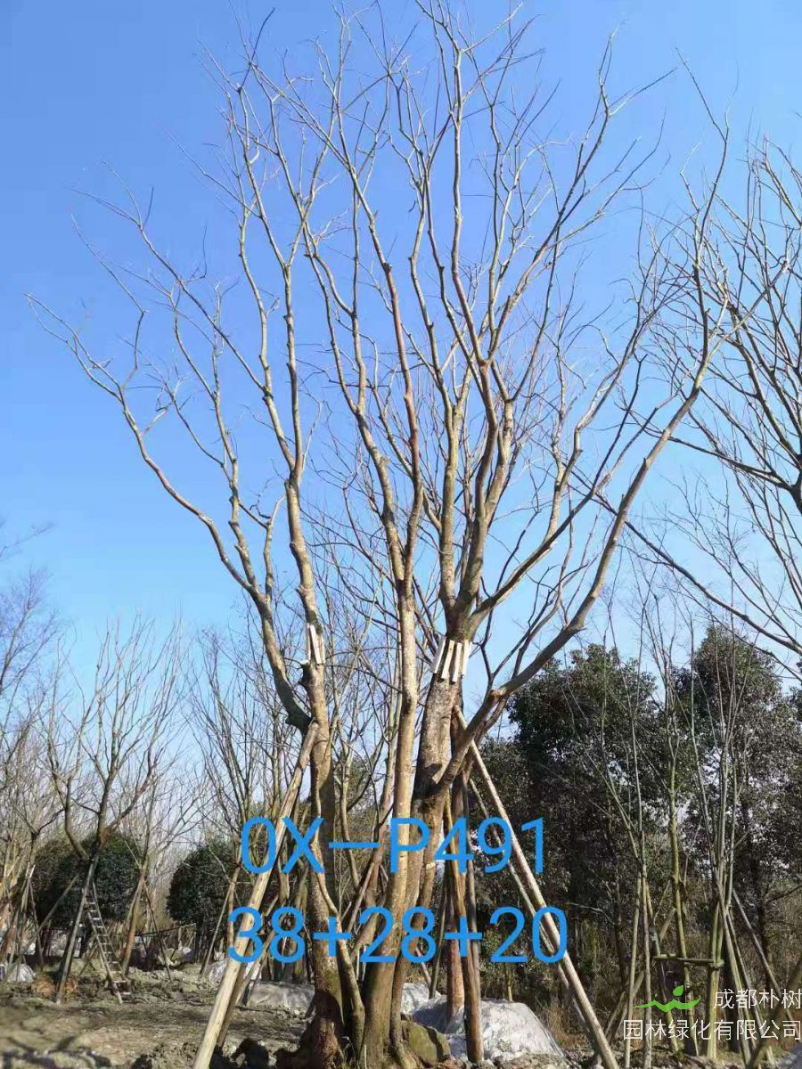 四川省-成都市苗木基地直销80-101公分的精品丛生朴树价格怎么样？