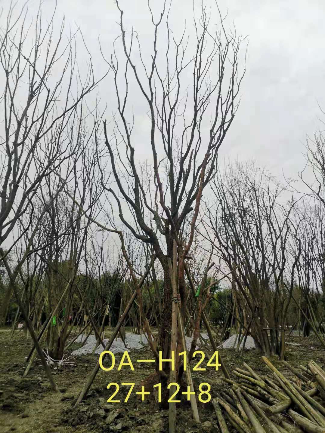 四川省-绵阳市苗木基地直销的36-48公分丛生黄连木价格怎么样？