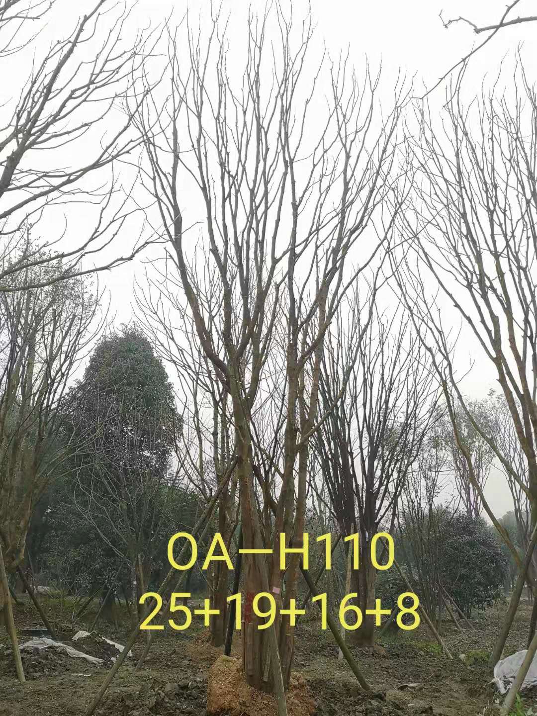 四川省-彭州市苗木基地直销的49-58公分精品丛生黄连木价格如何？