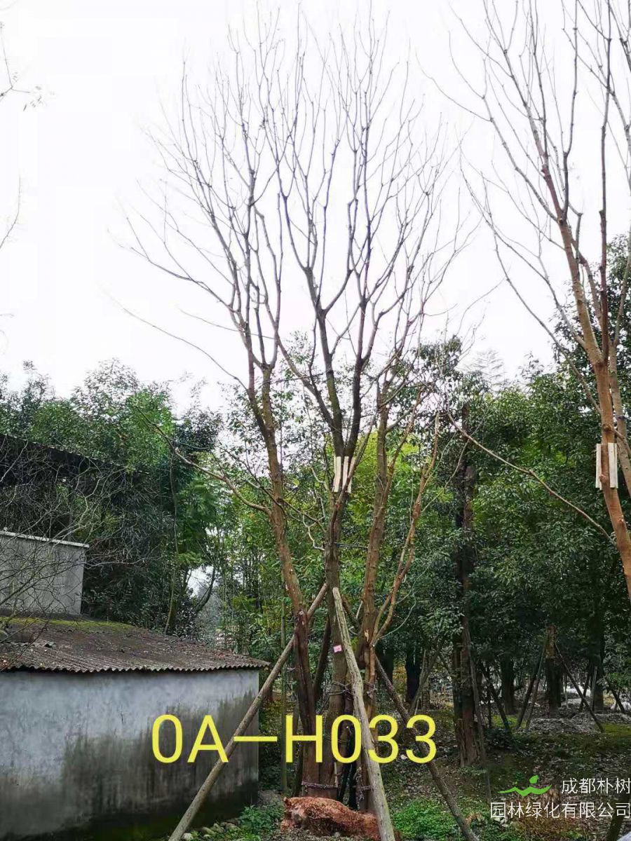 2021年成都市苗木基地直销的69-78公分精品丛生黄连木-价格怎么样?