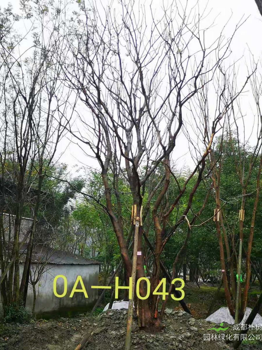 2021年59-68公分精品丛生黄连木-价格怎么样？