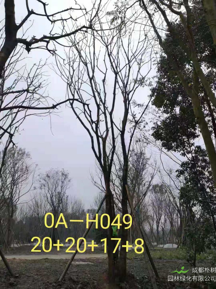 2021年59-68公分精品丛生黄连木-价格怎么样？