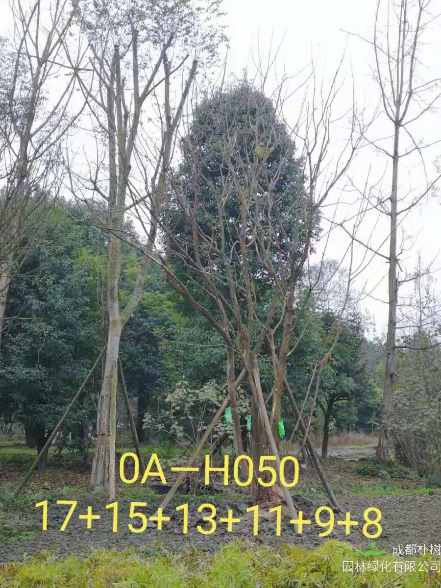 2021年成都市苗木基地直销的69-78公分精品丛生黄连木-价格怎么样？