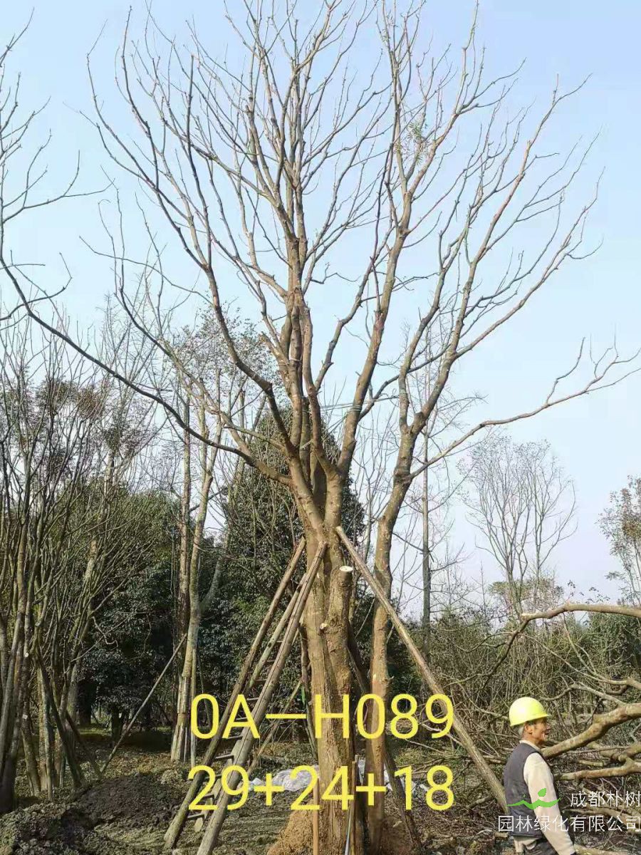 2021年成都市苗木基地直销的69-78公分精品丛生黄连木-价格怎么样?