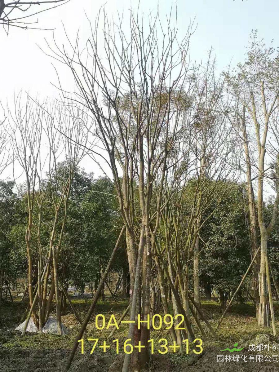 2021年59-68公分精品丛生黄连木-价格怎么样？