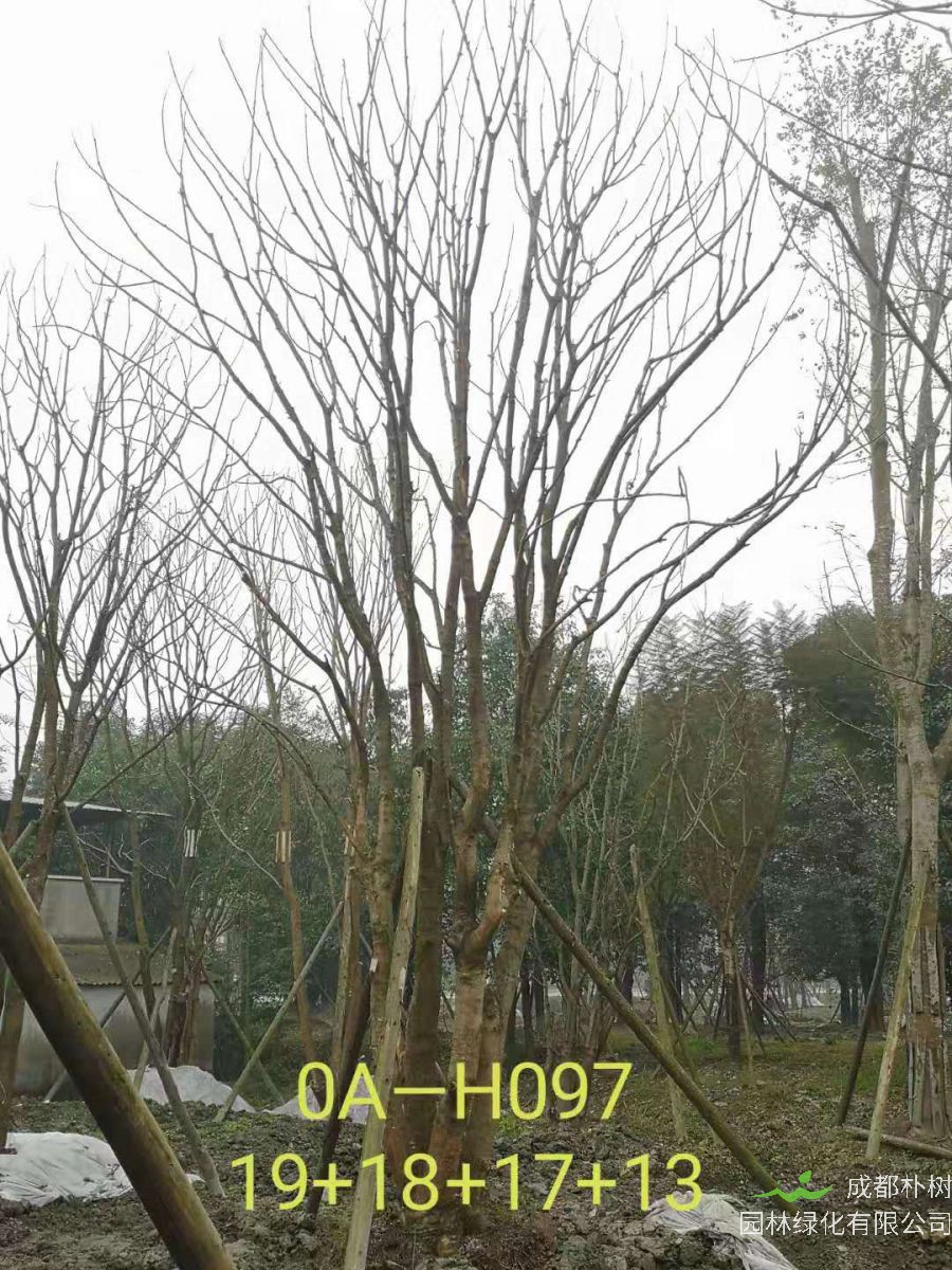 2021年59-68公分精品丛生黄连木-价格怎么样？