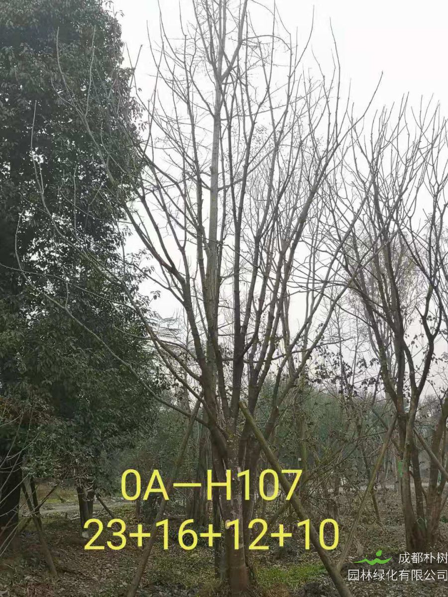 2021年59-68公分精品丛生黄连木-价格怎么样？