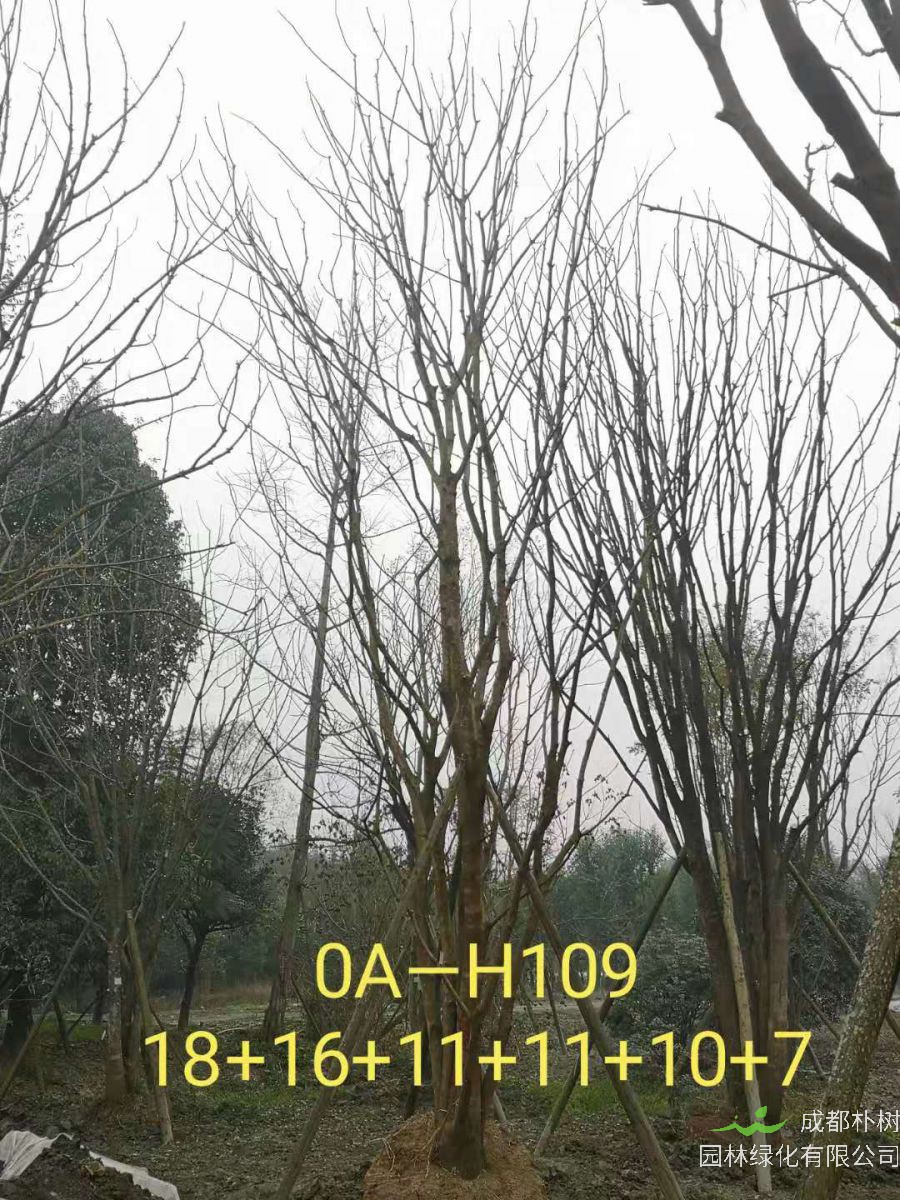 2021年成都市苗木基地直销的69-78公分精品丛生黄连木-价格怎么样?