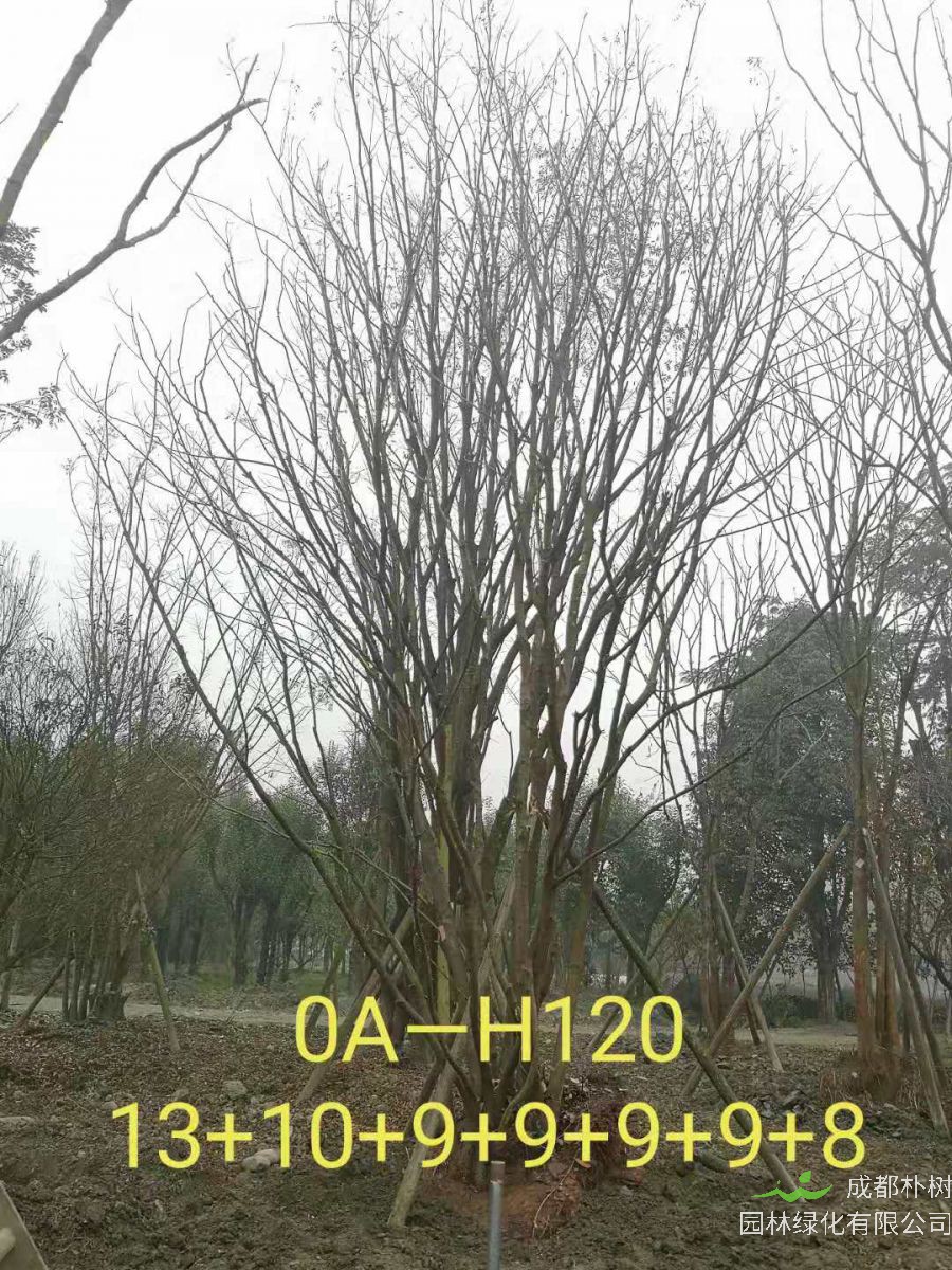 2021年59-68公分精品丛生黄连木-价格怎么样？