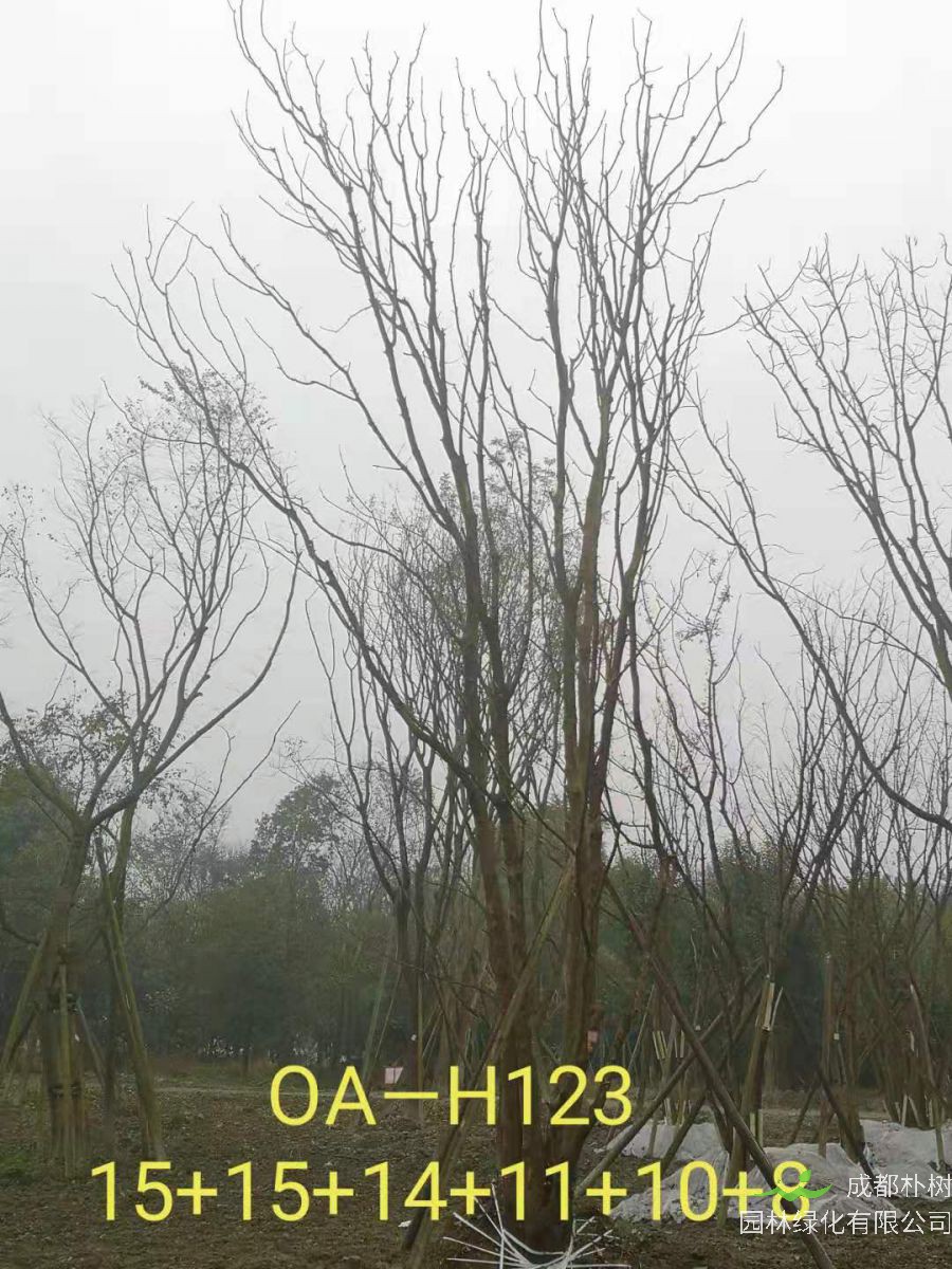 2021年成都市苗木基地直销的69-78公分精品丛生黄连木-价格怎么样?