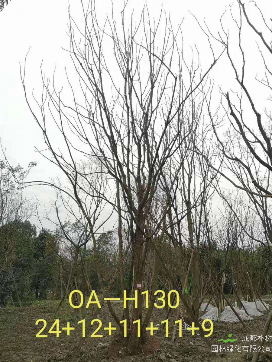 2021年59-68公分精品丛生黄连木-价格怎么样？