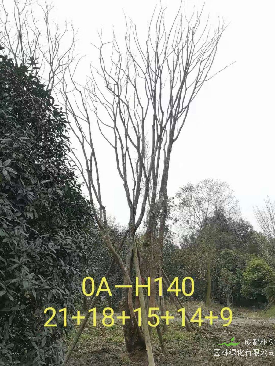 2021年成都市苗木基地直销的69-78公分精品丛生黄连木-价格怎么样?