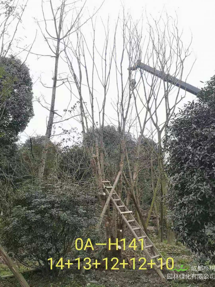 2021年59-68公分精品丛生黄连木-价格怎么样？