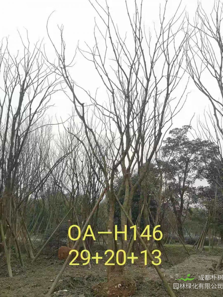 2021年59-68公分精品丛生黄连木-价格怎么样？