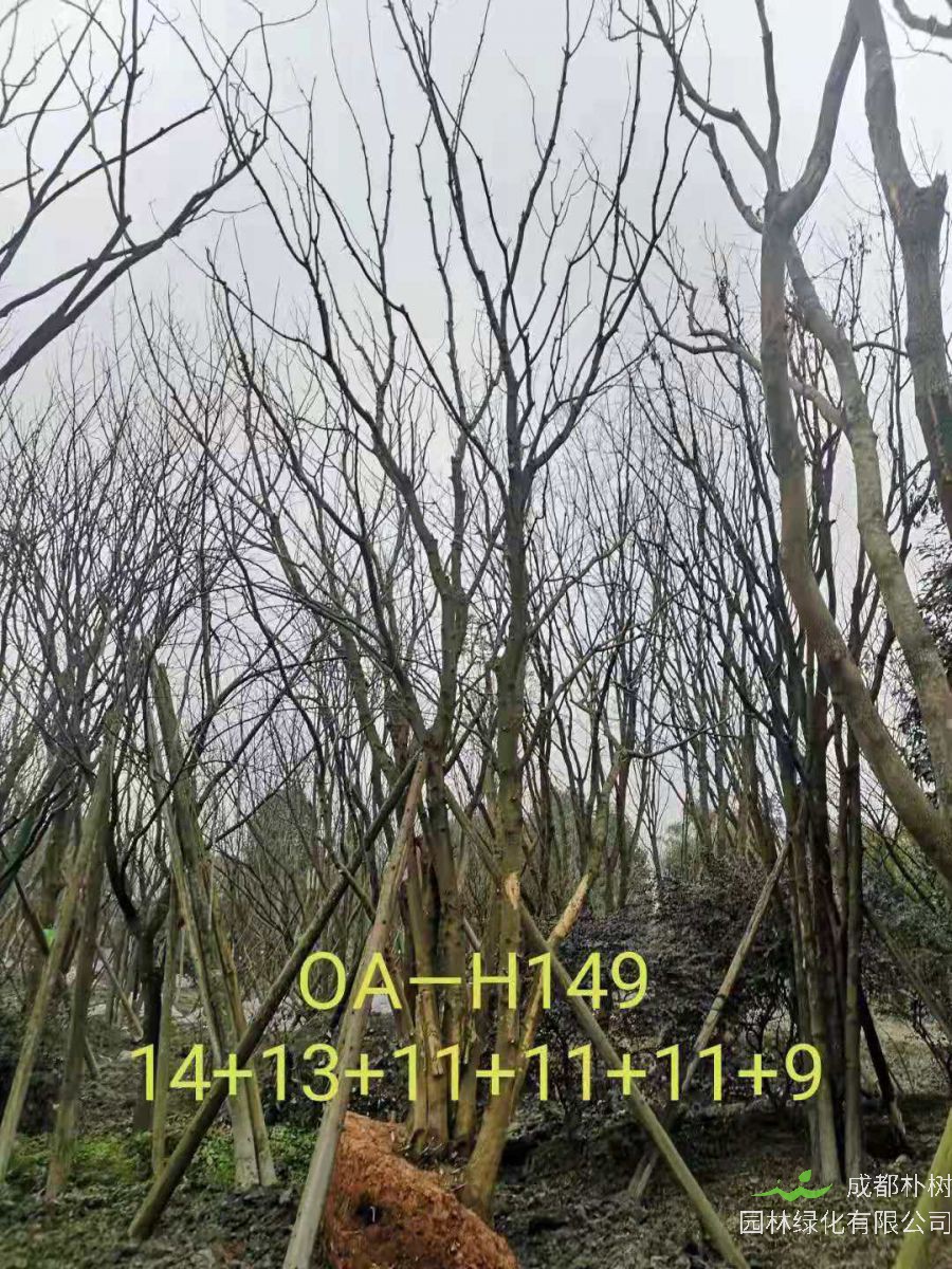 2021年成都市苗木基地直销的69-78公分精品丛生黄连木-价格怎么样?