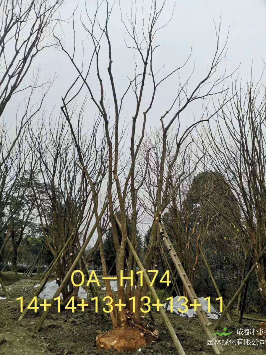 2021年成都市苗木基地直销的69-78公分精品丛生黄连木-价格怎么样?