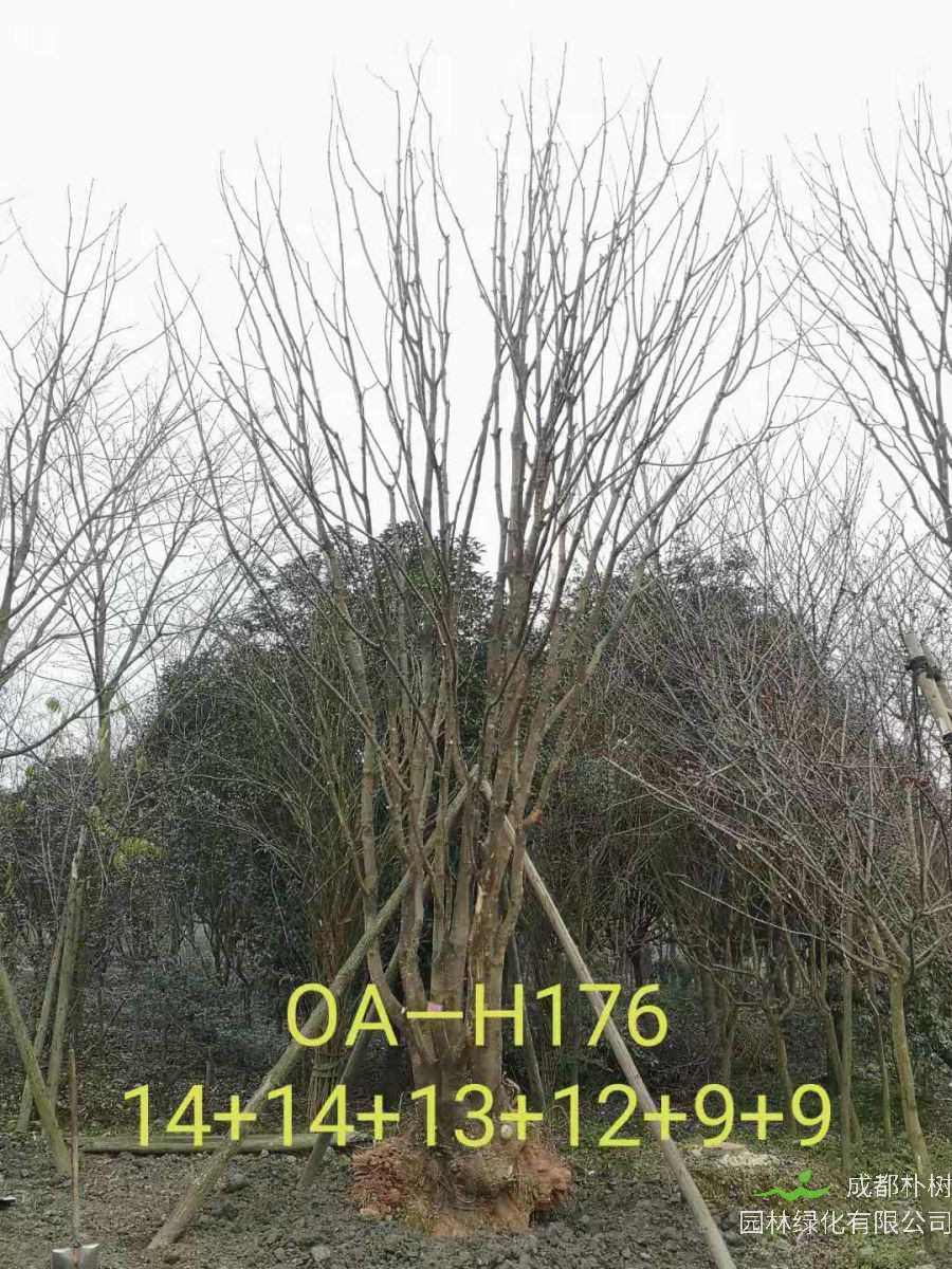 2021年成都市苗木基地直销的69-78公分精品丛生黄连木-价格怎么样?