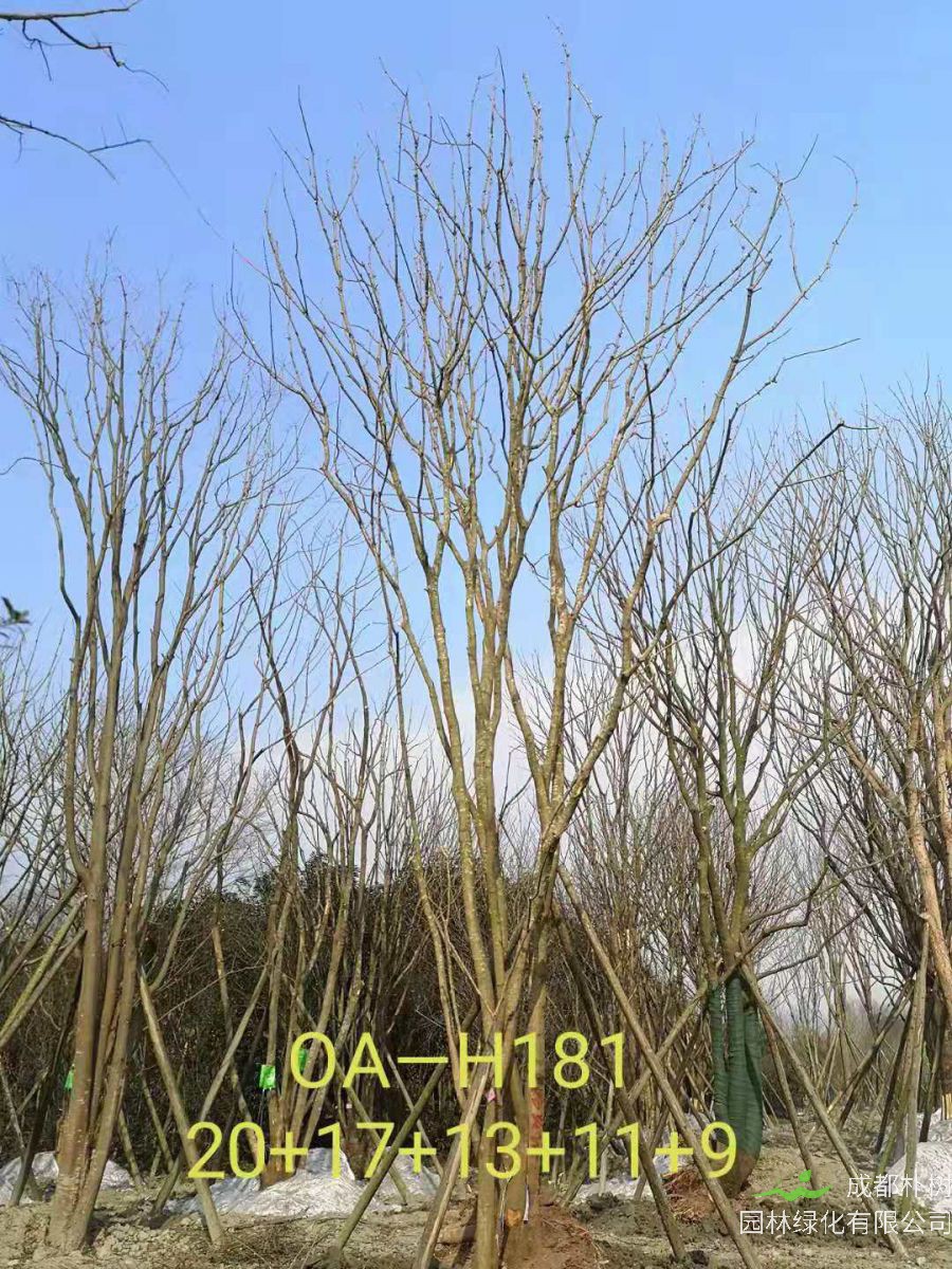 2021年成都市苗木基地直销的69-78公分精品丛生黄连木-价格怎么样?